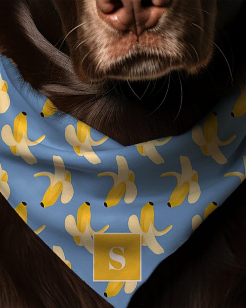 Brown dog wearing a light blue bandana with a repeated pattern of yellow bananas and a gold initial S.