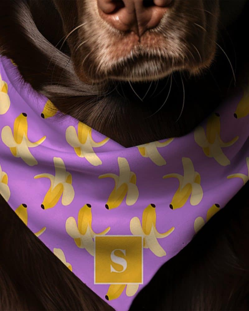 Brown dog wearing a purple bandana with a banana pattern and a gold initial S.