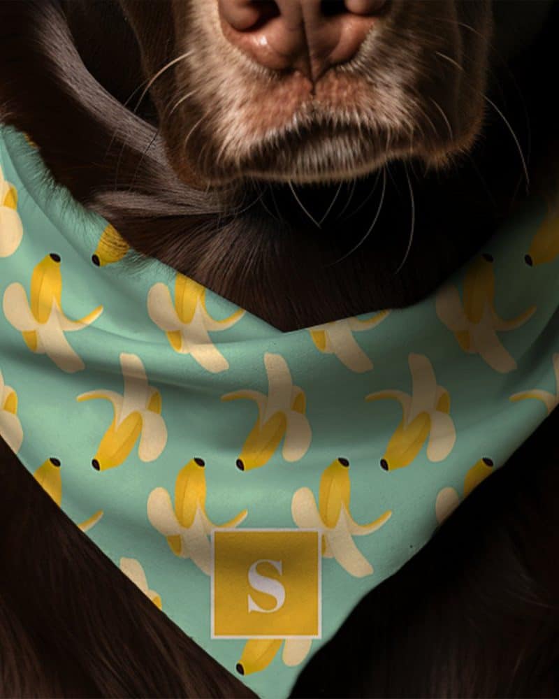 Brown dog wearing a teal bandana with a repeating banana pattern and a gold initial S.