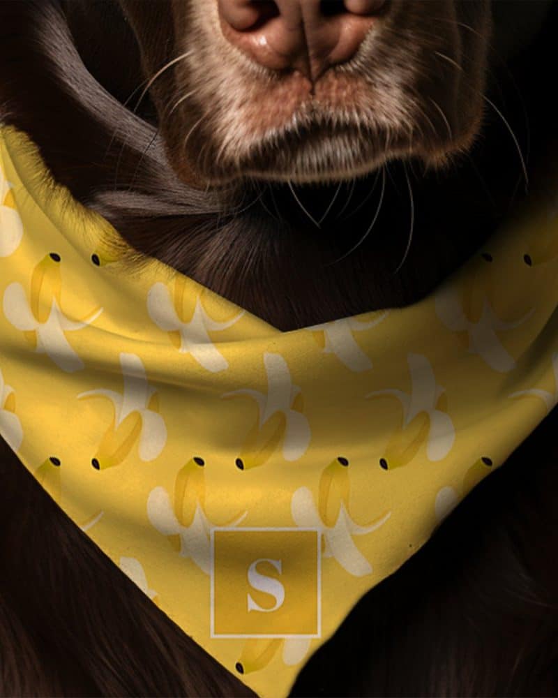 Brown dog wearing a yellow banana patterned bandana.