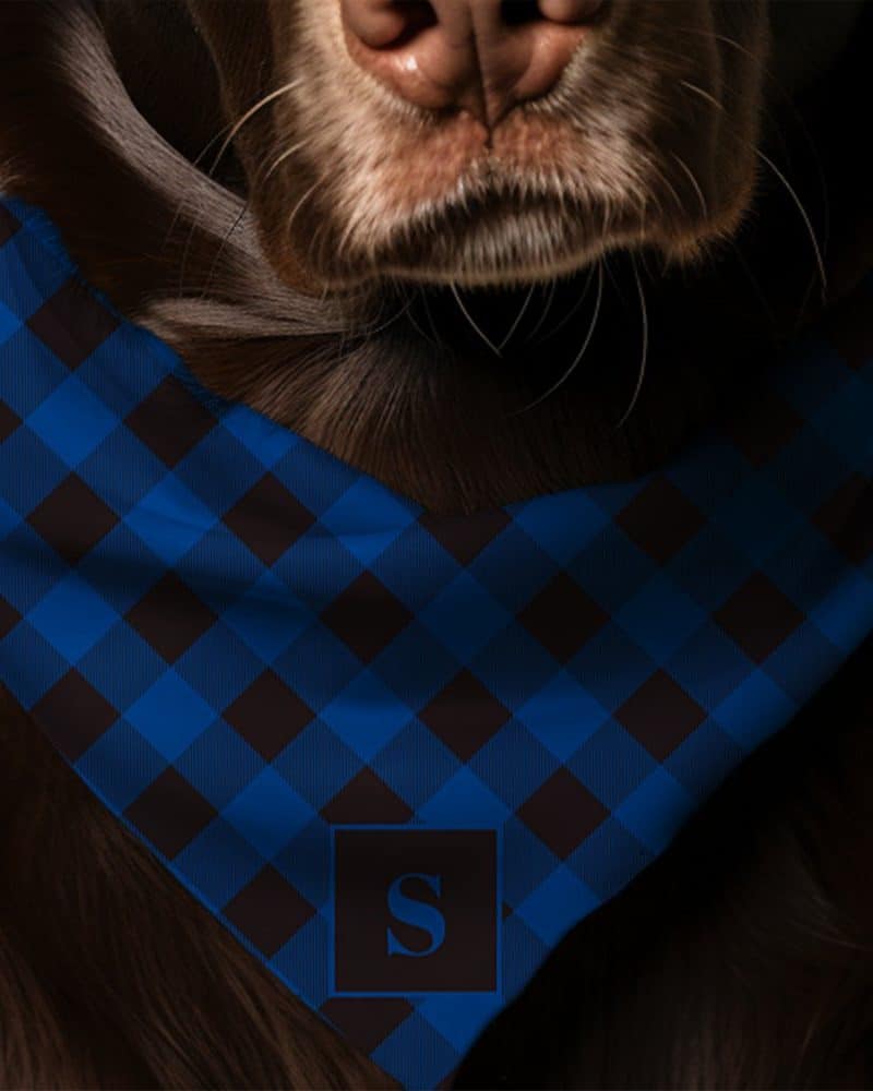 Brown dog wearing a blue and black plaid bandana with a white initial S.