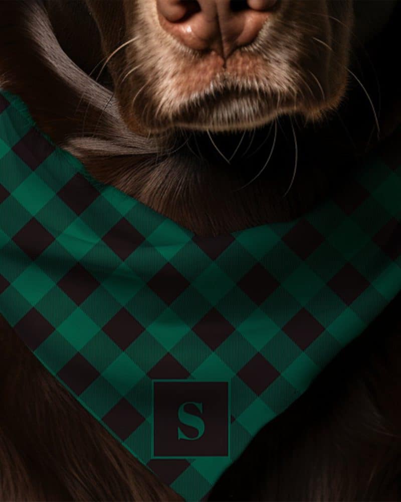Dark brown dog wearing a green and black plaid bandana with a dark green initial S.