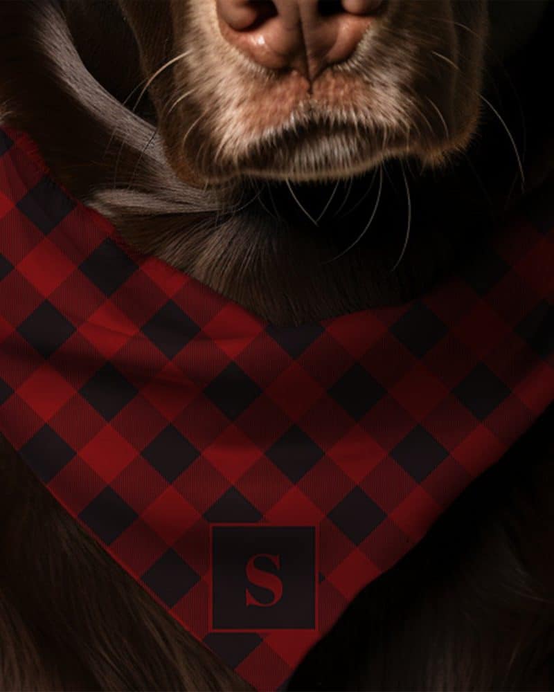 Brown dog wearing a red and black buffalo plaid bandana with a black square and the letter S in the center.