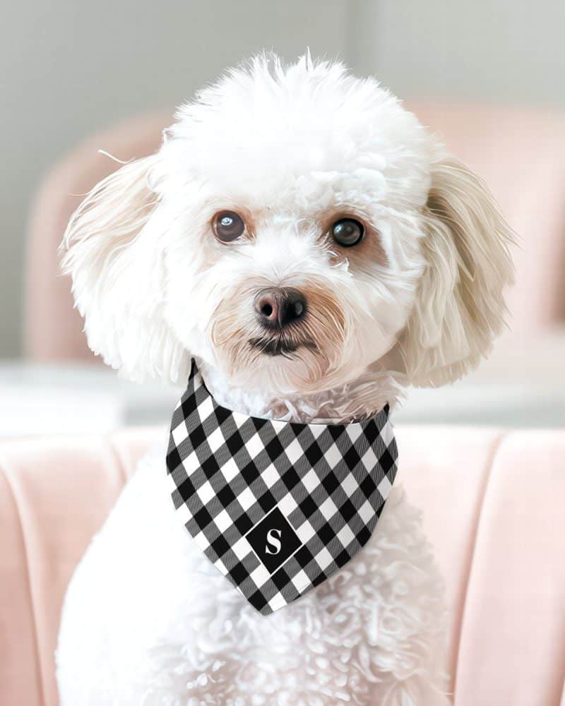 White fluffy dog wearing a black and white checkered bandana with a letter S.