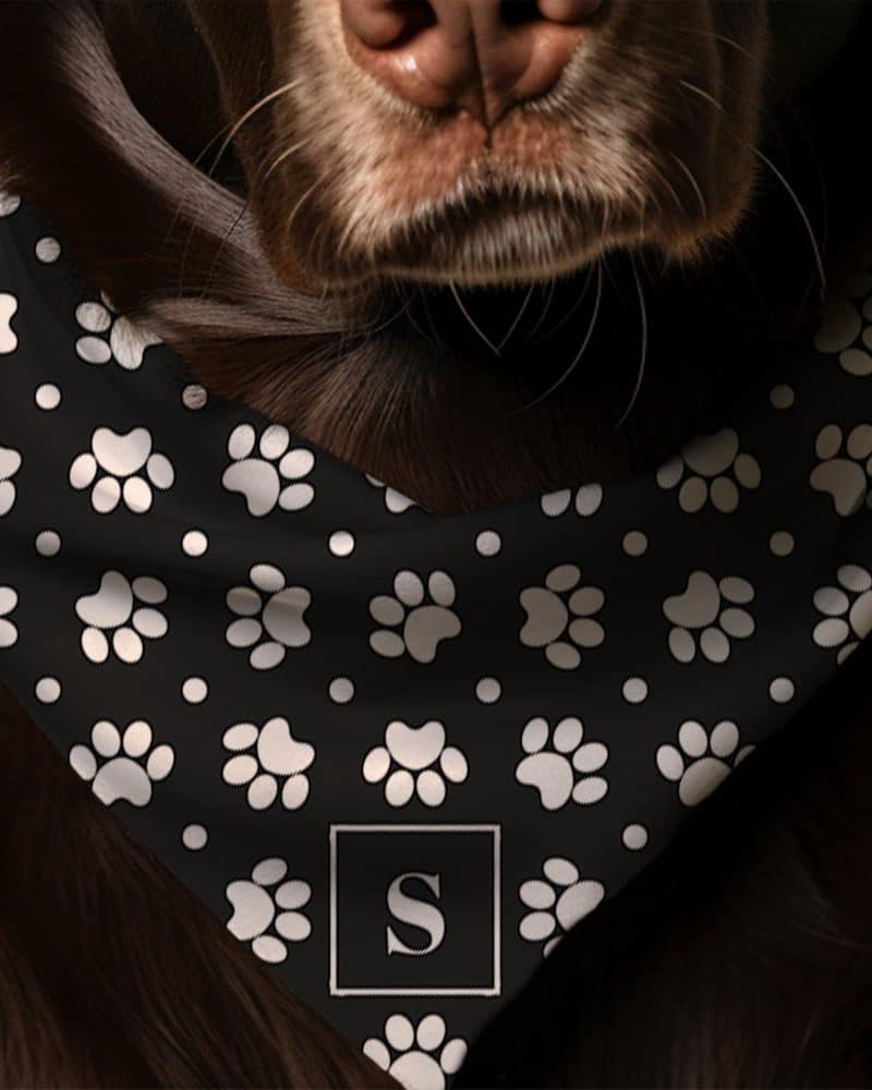 Brown dog wearing a black bandana with white paw prints and a white letter S.