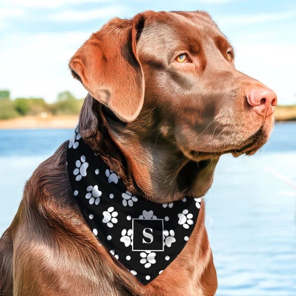 Chocolate Lab Wearing A Black Bandana With White Paw Prints And A White Letter S.