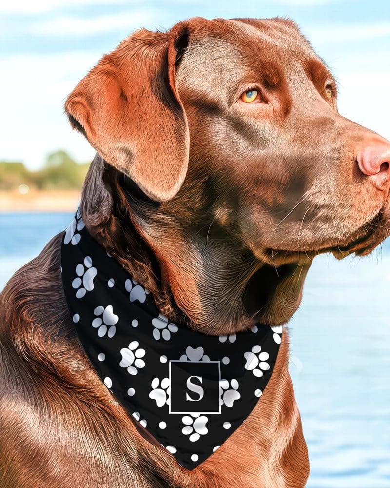 Chocolate lab wearing a black bandana with white paw prints and a white letter S.