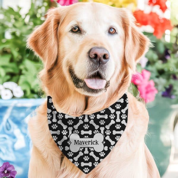 Golden Retriever Wearing A Black Dog Bandana With White Bones And Paw Prints, And The Name Maverick.