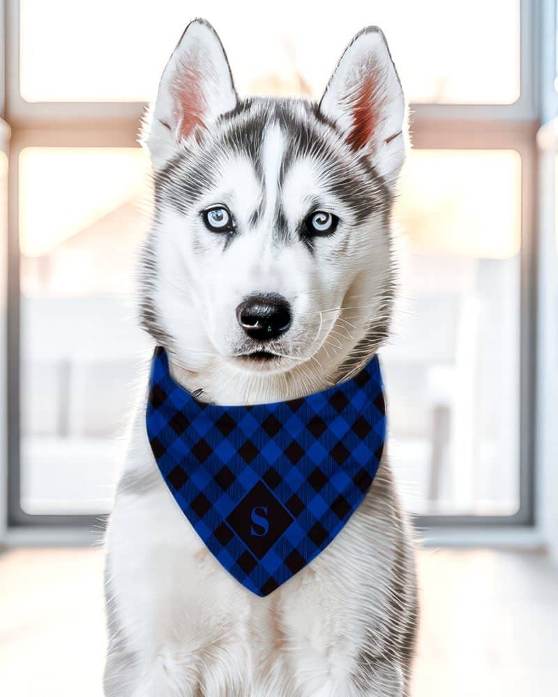 A Siberian Husky puppy wearing a blue and black plaid bandana with a dark blue initial S.