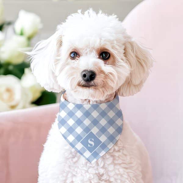 White Poodle Wearing A Light Blue Gingham Dog Bandana With A Dark Blue Initial S.