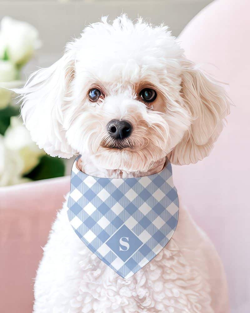 White poodle wearing a light blue gingham dog bandana with a dark blue initial S.