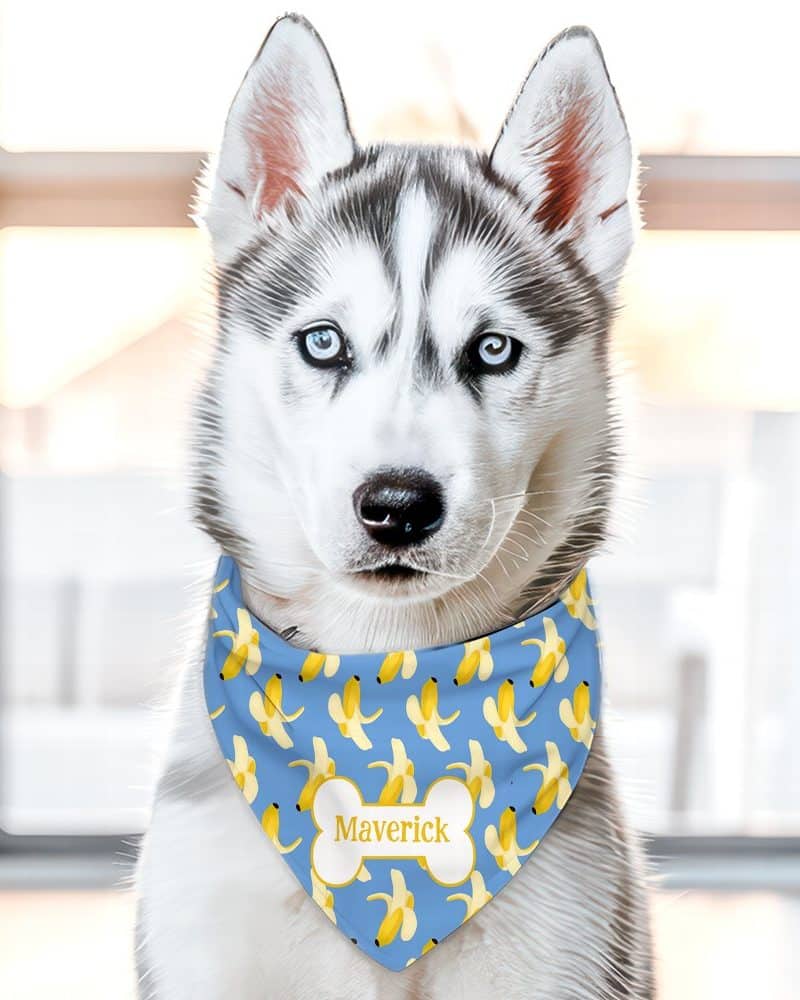 A Siberian Husky puppy wearing a light blue bandana with a repeating pattern of bananas and the name Maverick.