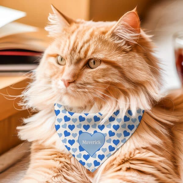 Longhaired Ginger Cat Wearing A Blue Heart Patterned Bandana With The Name Maverick.
