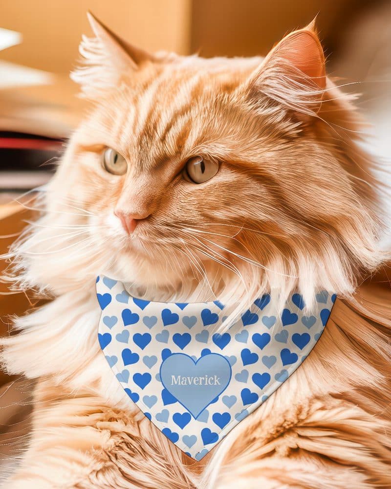 Longhaired ginger cat wearing a blue heart patterned bandana with the name Maverick.