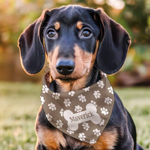A Dachshund Puppy Wearing A Brown Bandana With Paw Prints And Its Name, Maverick, On A Bone-Shaped Design.