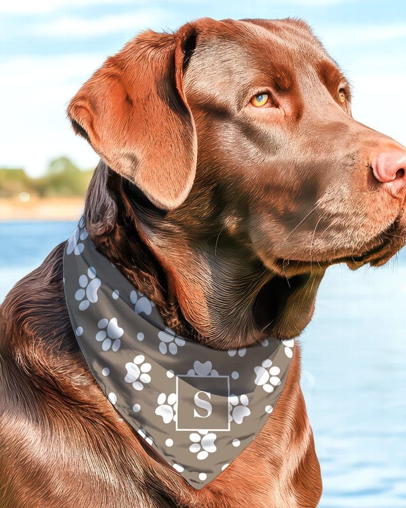 Chocolate Lab wearing a taupe bandana with paw prints and the letter S.