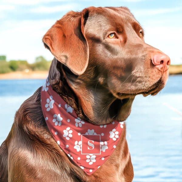 Chocolate Labrador Wearing A Red Bandana With White Paw Prints And A White Letter S.