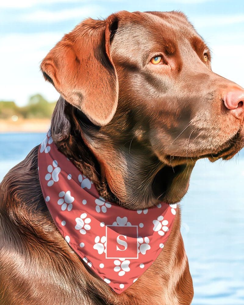 Chocolate Labrador wearing a red bandana with white paw prints and a white letter S.
