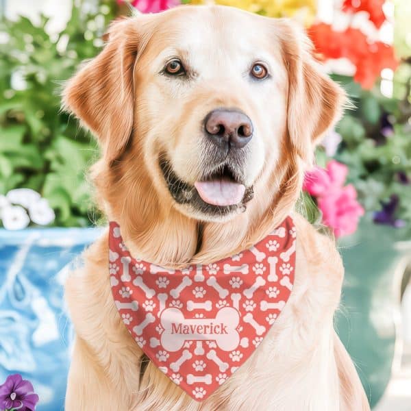 Golden Retriever Dog Wearing A Coral Bandana With White Paw Prints And Bones, And The Name Maverick.