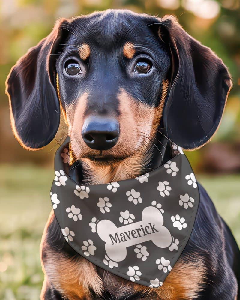 A dachshund puppy wearing a dark gray bandana with white paw prints and its name, Maverick, on a bone-shaped graphic.