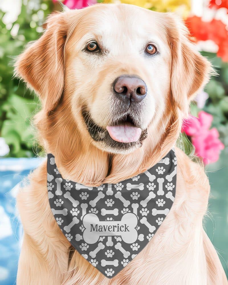 Golden Retriever dog wearing a gray bandana with bone and paw print pattern and the name Maverick.