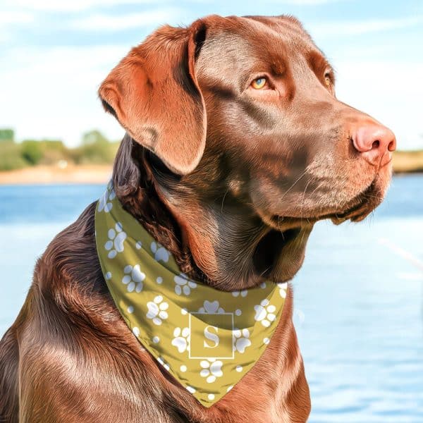 Chocolate Labrador Wearing A Mustard Yellow Bandana With White Paw Prints And A White Initial S.