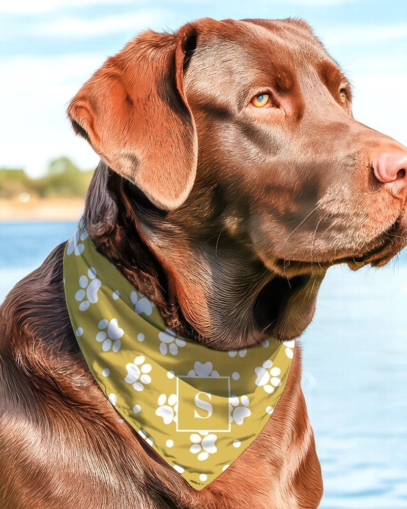Chocolate Labrador wearing a mustard yellow bandana with white paw prints and a white initial S.
