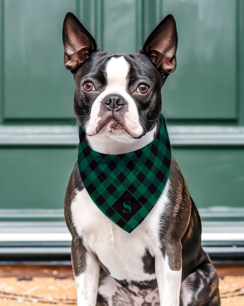 Boston terrier dog wearing a green and black plaid bandana with a black letter S.