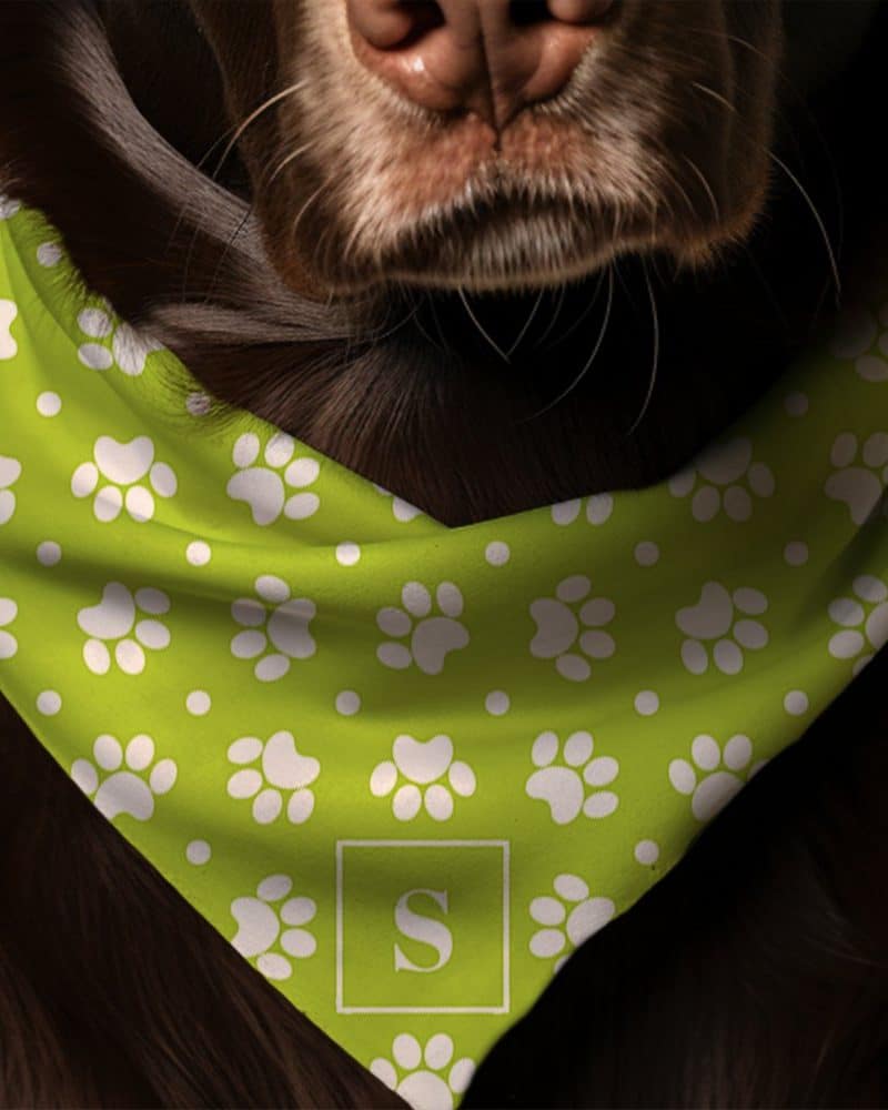 Brown dog wearing a lime green bandana with white paw prints and a letter S.