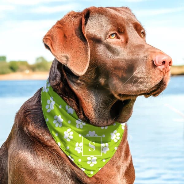 Chocolate Lab Wearing A Lime Green Bandana With White Paw Prints And A White Letter S.