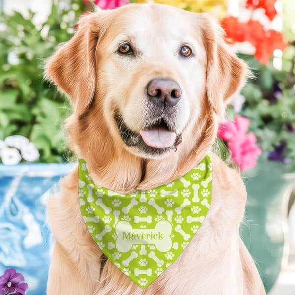A Golden Retriever Dog Wearing A Light Green Bandana With Bone And Paw Prints And The Name Maverick.