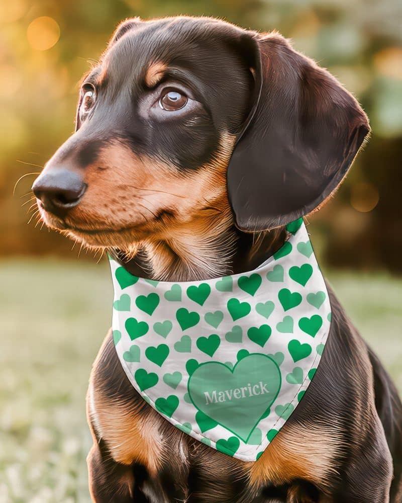 Dachshund puppy wearing a green heart patterned bandana with its name, Maverick.