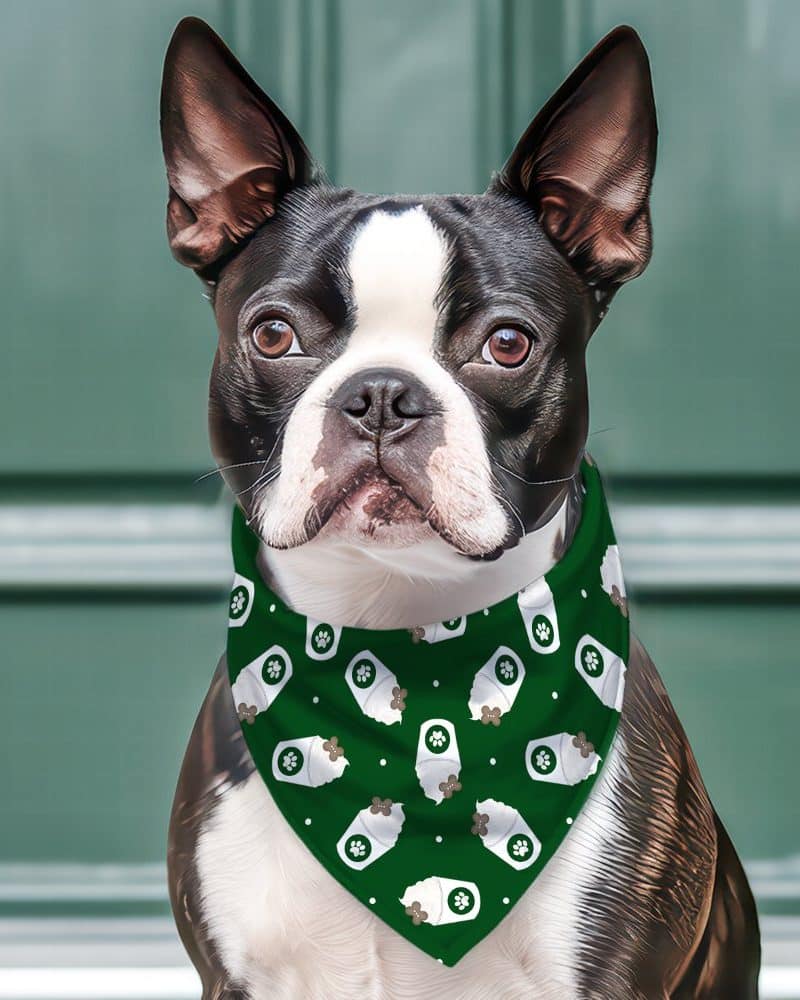 Boston terrier dog wearing a green bandana with a coffee cup pattern.