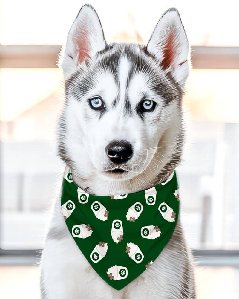 A Siberian Husky puppy wearing a dark green bandana with a coffee cup pattern.