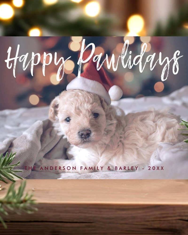 Christmas holiday card featuring an adorable fluffy cream-colored puppy wearing a Santa hat.