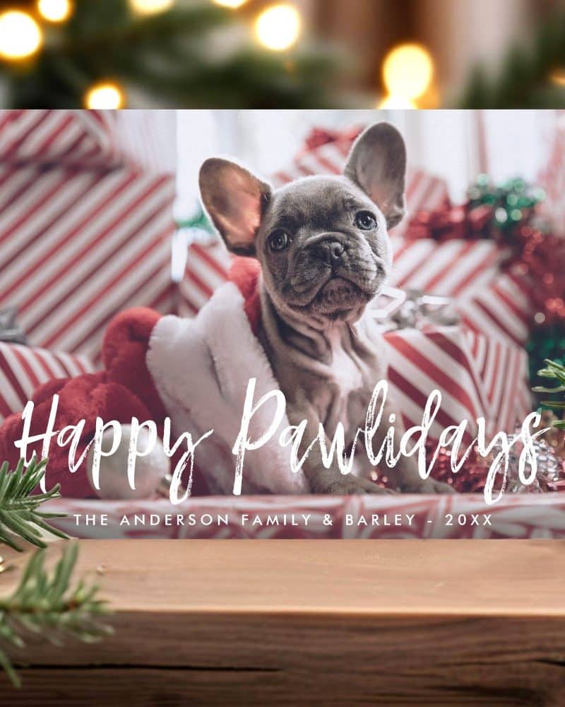 Christmas card featuring a French Bulldog puppy nestled in a Santa suit among presents. Happy Pawlidays is written across the image.