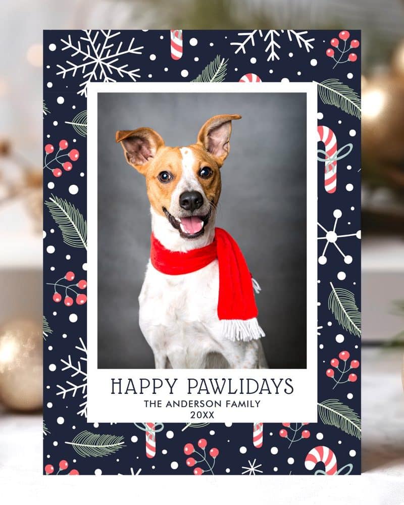Christmas card featuring a Jack Russell Terrier wearing a red scarf.