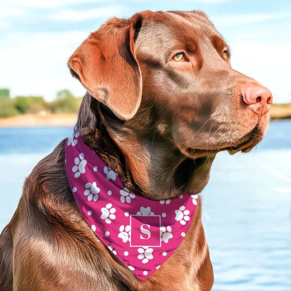 Chocolate Labrador Wearing A Pink Bandana With White Paw Prints And A White Letter S.