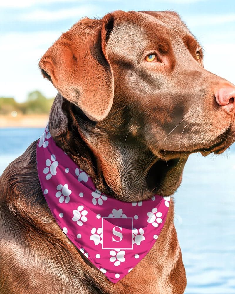 Chocolate Labrador wearing a pink bandana with white paw prints and a white letter S.