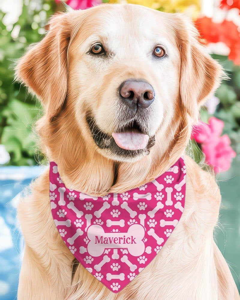 Golden Retriever wearing a pink bandana with bone and paw print pattern and the name Maverick.