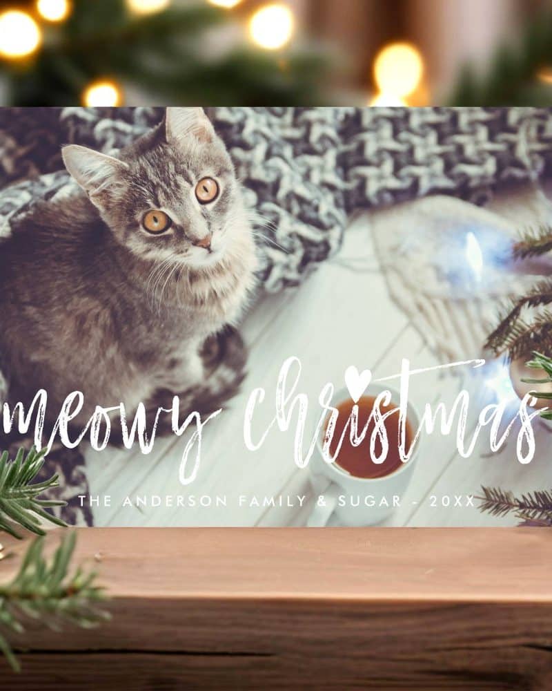 Christmas card featuring a gray tabby kitten looking directly at the camera. The text "Meowy Christmas" is overlaid on the image.