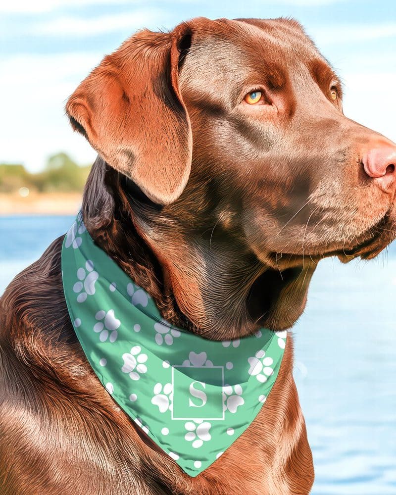 Chocolate Labrador wearing a teal bandana with white paw prints and a white letter S.