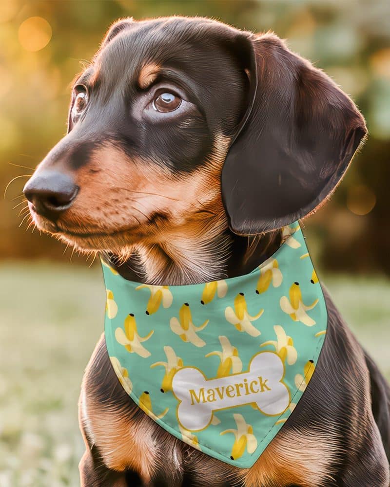 A dachshund puppy wearing a teal bandana with a banana pattern and its name, Maverick, on a bone-shaped tag.