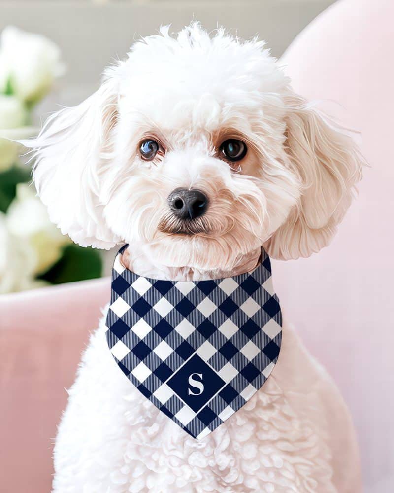 White fluffy dog wearing a navy and white gingham bandana with a dark blue S.