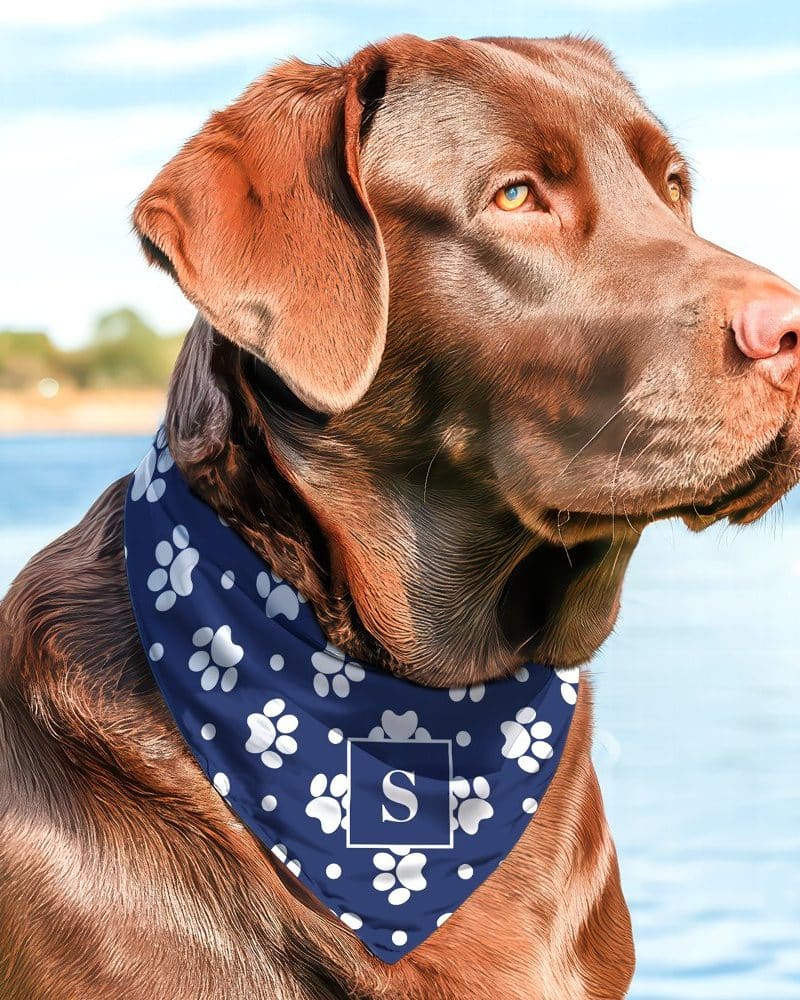 Chocolate lab wearing a navy bandana with white paw prints and a white letter S.