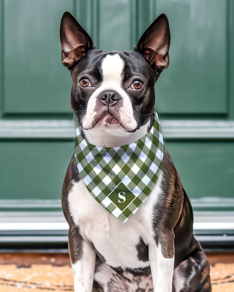 Boston terrier dog wearing a green and white gingham bandana with a monogram.