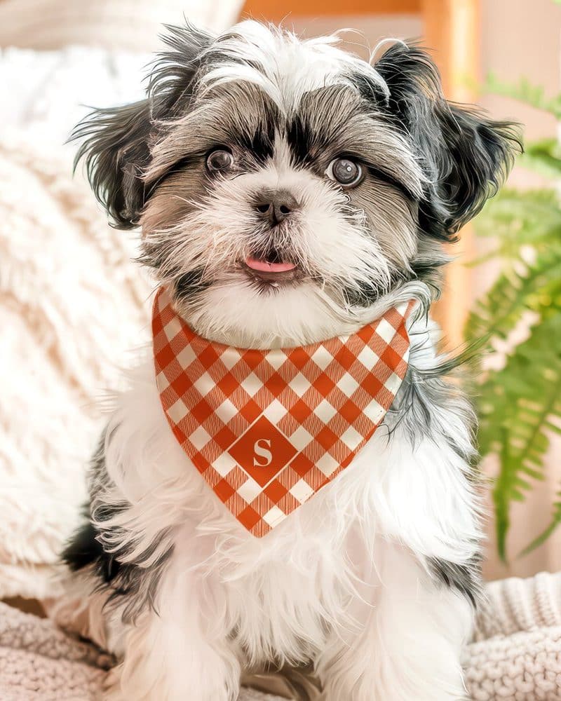 A small, fluffy Shih Tzu dog wearing an orange and white gingham bandana with the initial S.