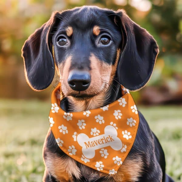 A Dachshund Puppy Wearing An Orange Bandana With White Paw Prints And A Bone-Shaped Name Tag That Says Maverick.