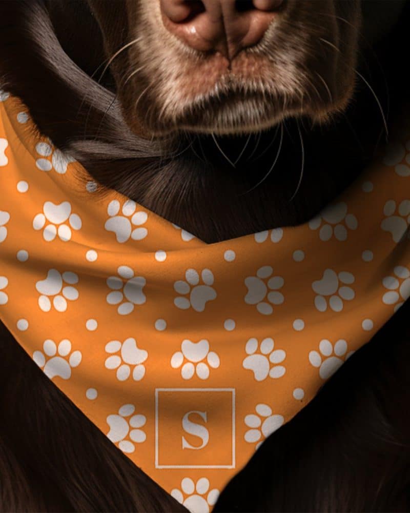 Brown dog wearing an orange bandana with white paw prints and a letter S.