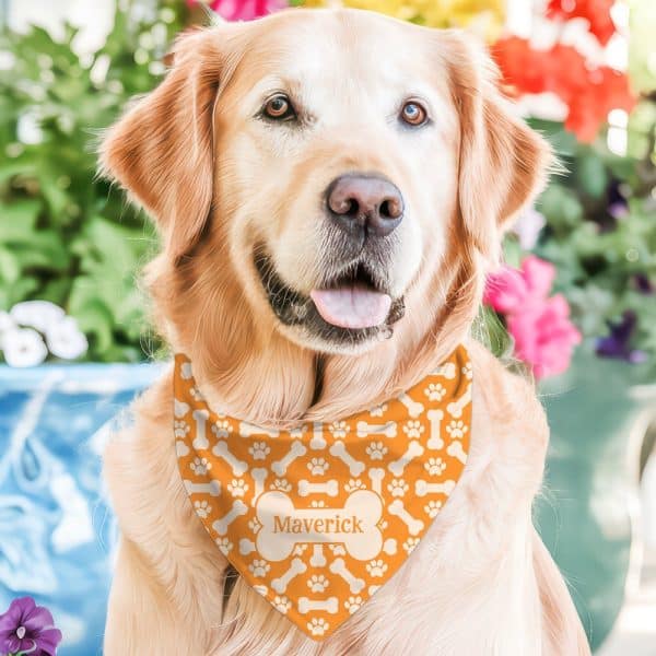 Golden Retriever Dog Wearing An Orange Bone-Patterned Bandana With The Name Maverick.